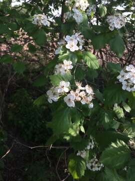 Crataegus coccinioides Ashe resmi