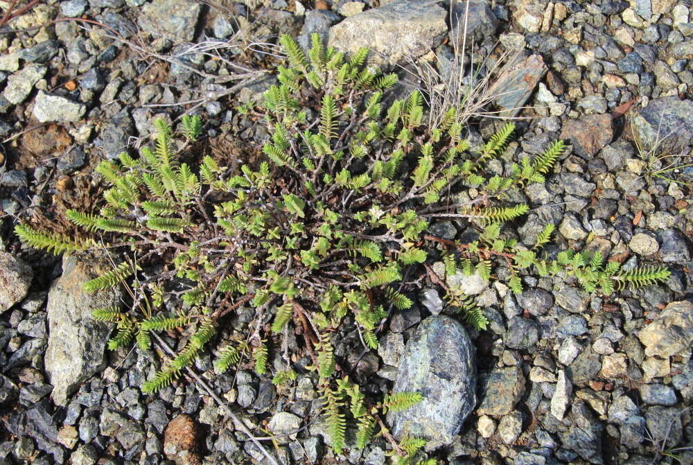 Image of Pimelea urvilleana A. Rich.