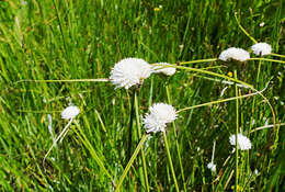 Image of Cyperus ascocapensis Bauters