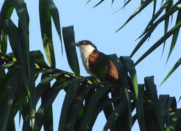 Plancia ëd Centropus senegalensis (Linnaeus 1766)