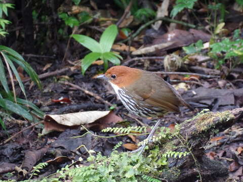 Image of Chestnut-crowned Antpitta