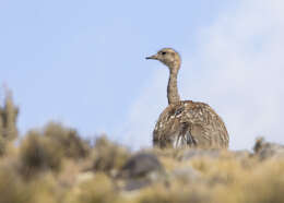 Image of Rhea pennata tarapacensis (Chubb & C 1913)