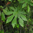 Oreopanax cecropifolius Cuatrec. resmi