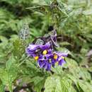 Imagem de Solanum fernandezianum Phil.