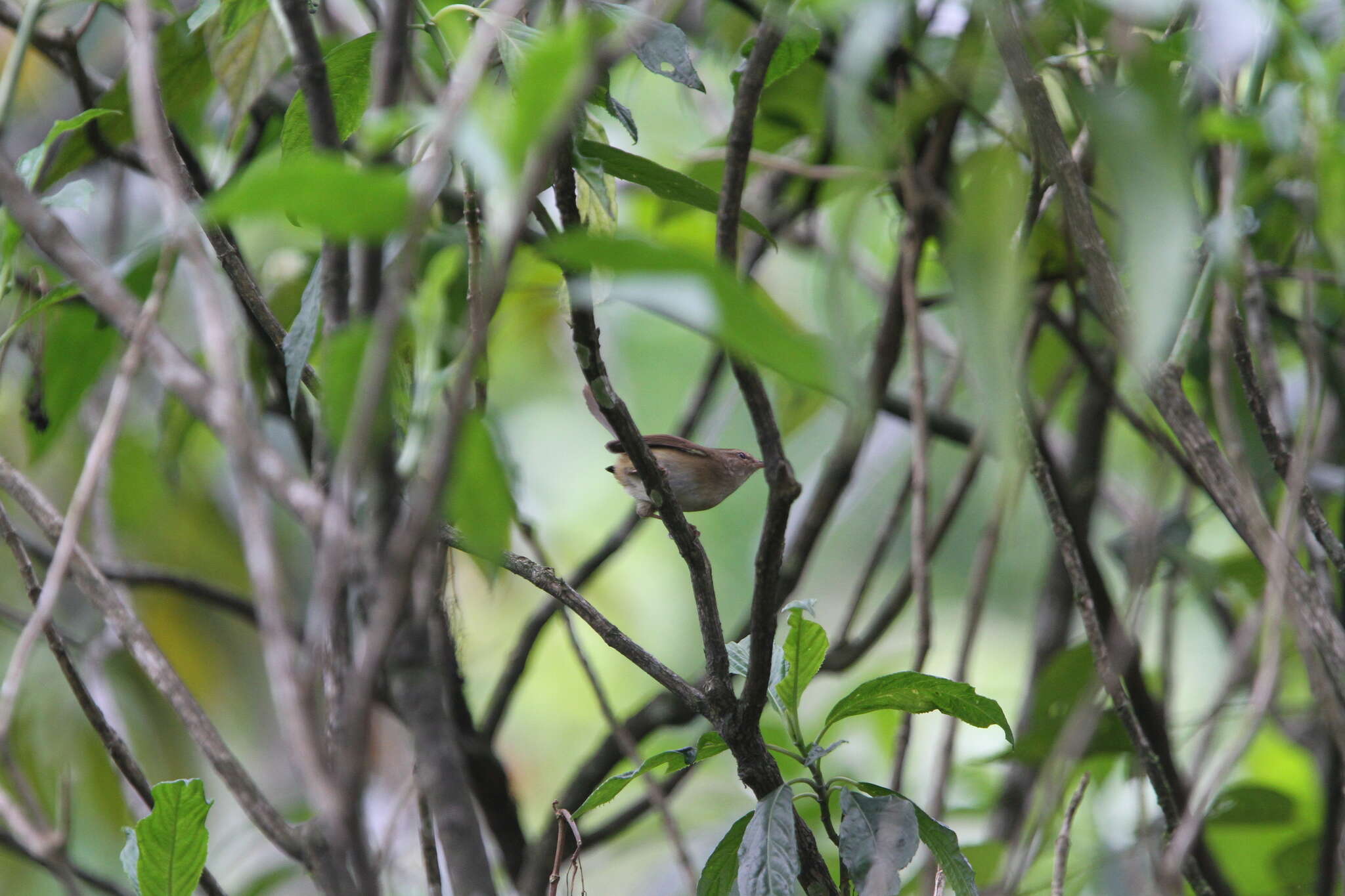 Image of Brown-flanked Bush Warbler