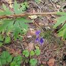 Aconitum volubile var. pubescens Regel的圖片