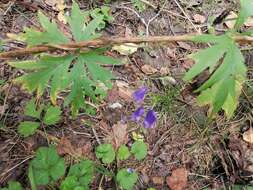 Aconitum volubile var. pubescens Regel的圖片