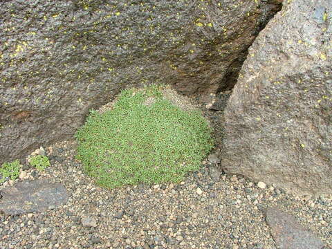 Image of Azorella monantha Clos