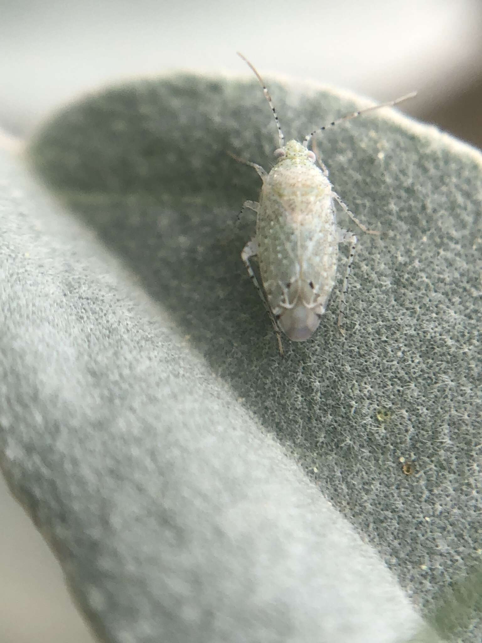 Image of Cotton Fleahopper