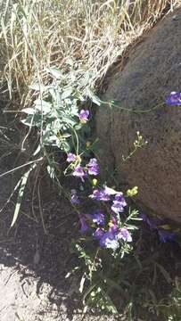 Image of azure penstemon