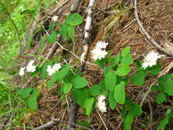 Image of Spiraea flexuosa Fisch. ex Cambess.