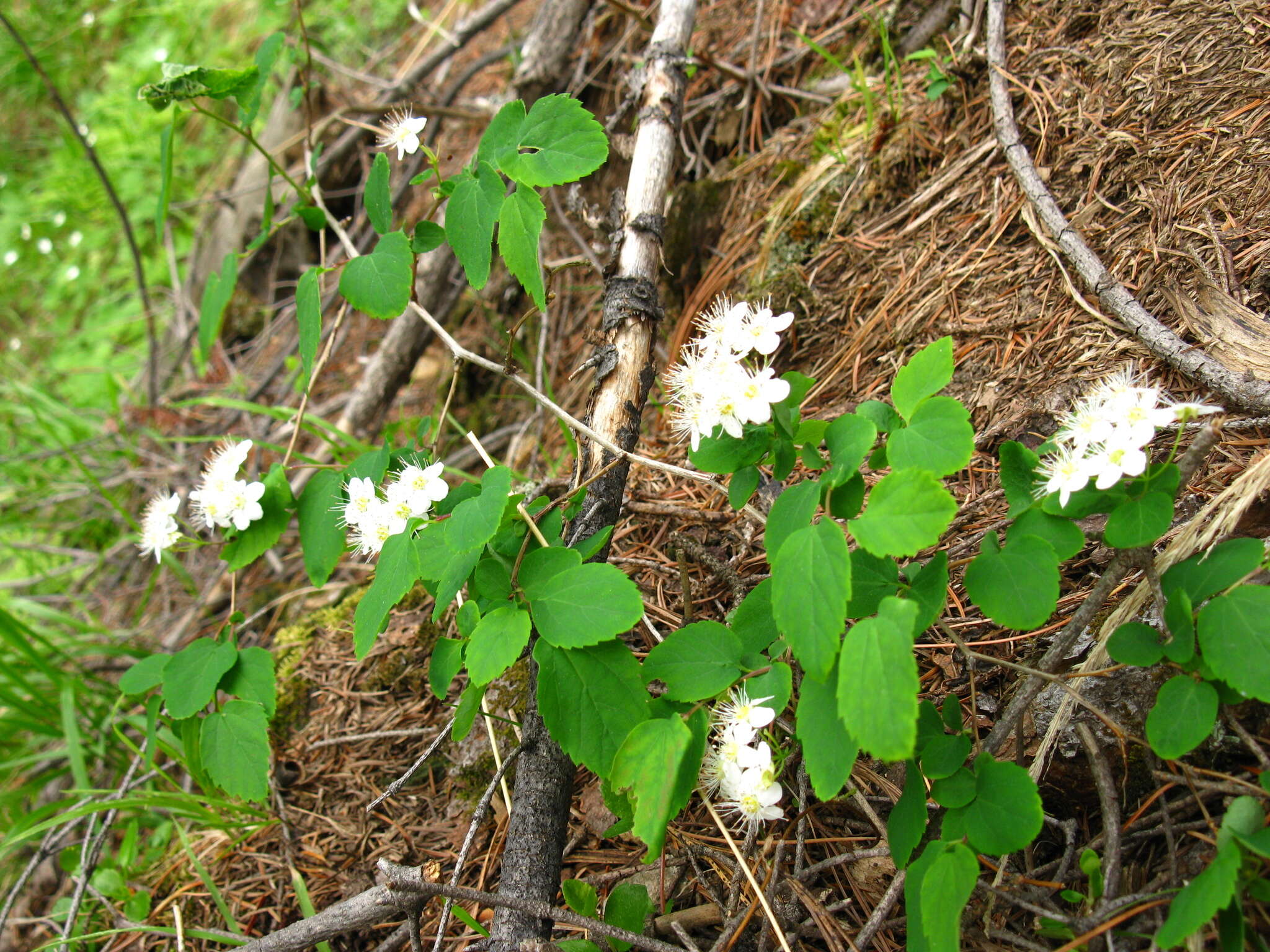 Image of Spiraea flexuosa Fisch. ex Cambess.