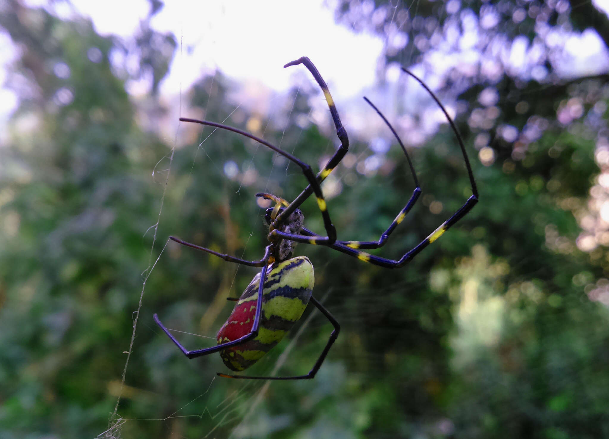 صورة Trichonephila clavata (L. Koch 1878)