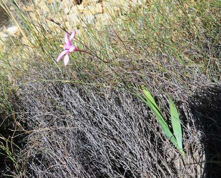 Image of Ixia latifolia D. Delaroche