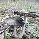 Image of Pied inkcap