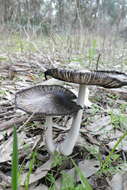 Image de Coprinopsis stangliana (Enderle, Bender & Gröger) Redhead, Vilgalys & Moncalvo 2001