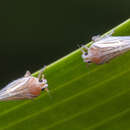 Image of Nisia atrovenosa (Lethierry 1888)