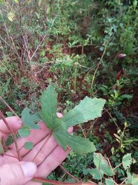 Hibiscus aculeatus Walt. resmi