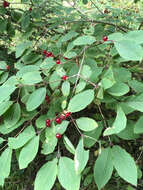 Image of dwarf honeysuckle