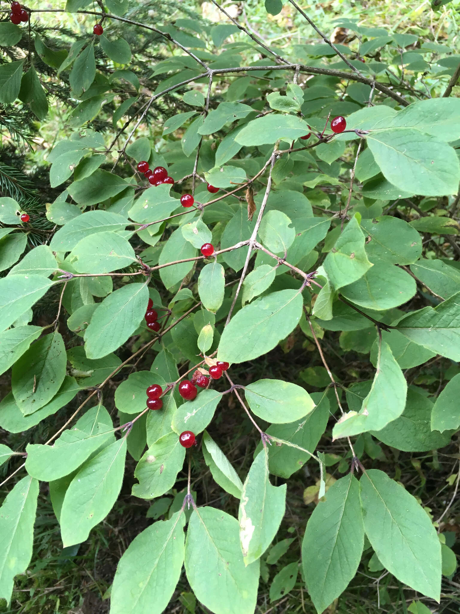 Imagem de Lonicera xylosteum L.