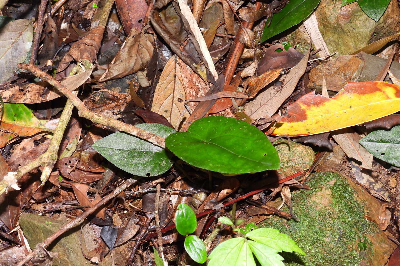 Image of Asarum epigynum Hayata