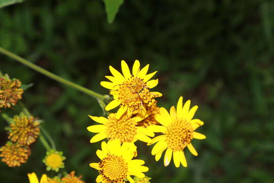 Слика од Verbesina virgata var. oreopola (B. L. Rob. & Greenm.) B. L. Turner