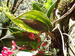 Image of Comparettia rubriflora (Senghas) M. W. Chase & N. H. Williams