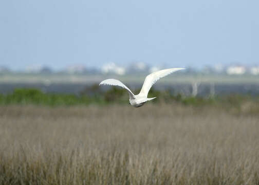 Image of Glaucous Gull