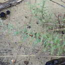 Image of Berkheya cruciata subsp. cruciata