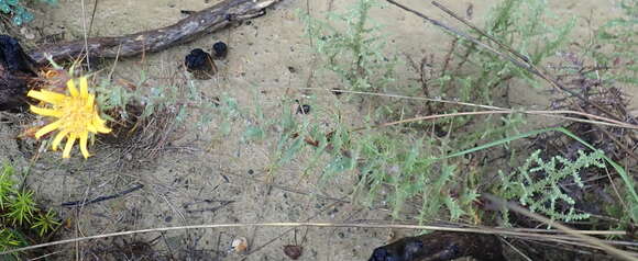 Image of Berkheya cruciata subsp. cruciata