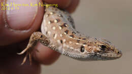 Image of Mongolia Racerunner