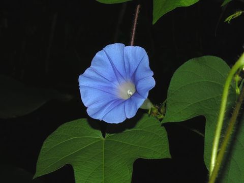 Image of whiteedge morning-glory