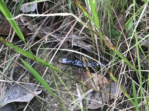 Image of Speckled Worm Lizard