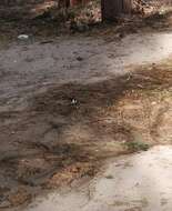 Image of Yellow-billed Cardinal