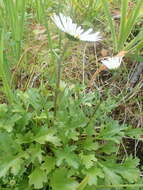 Слика од Arctanthemum arcticum subsp. arcticum