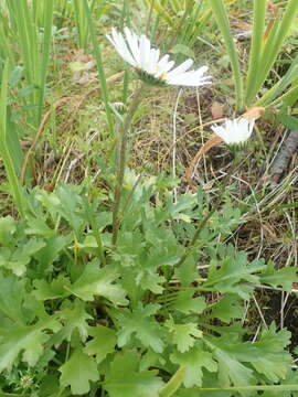 صورة Arctanthemum arcticum subsp. arcticum