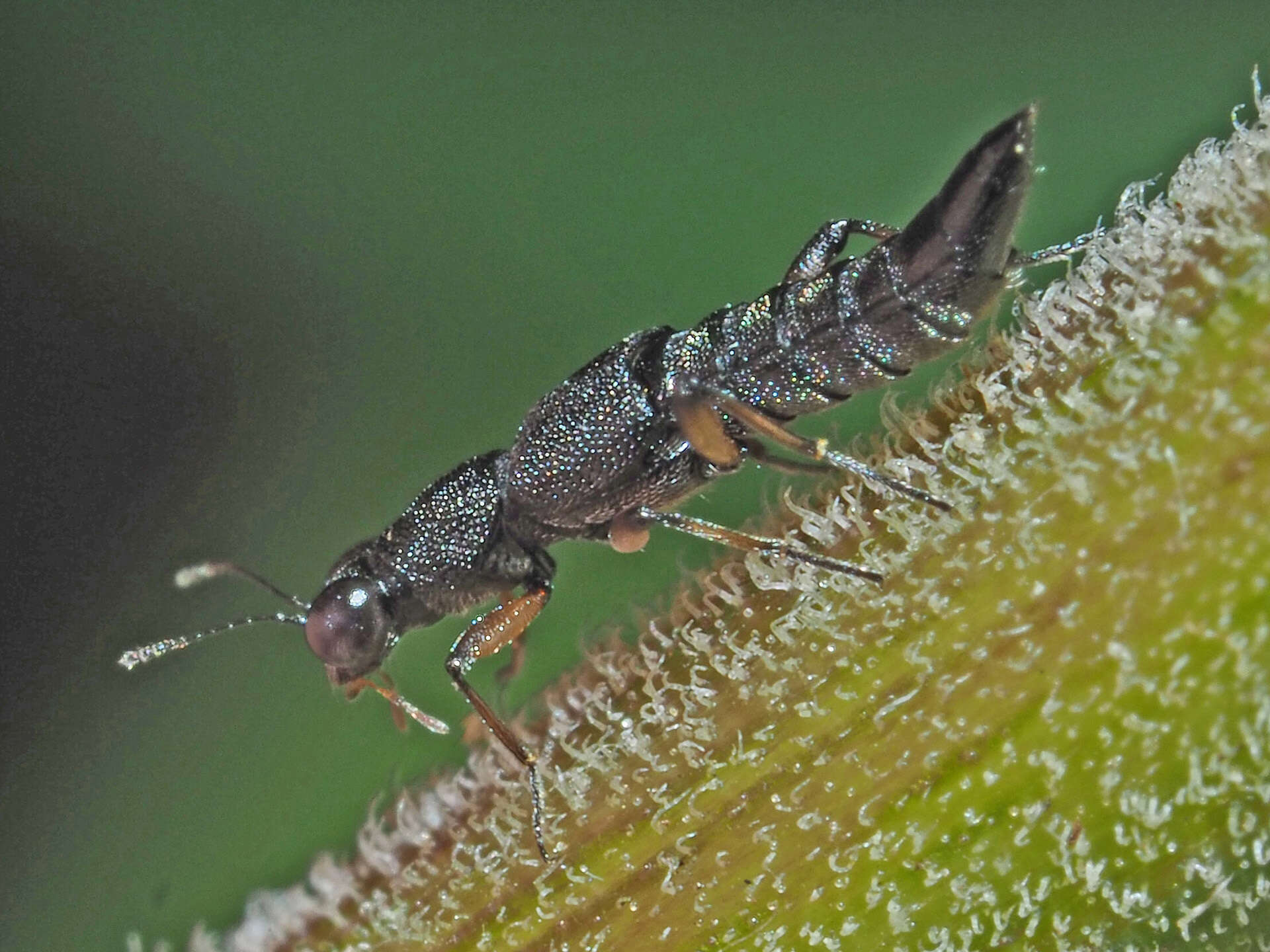 Stenus (Stenus) clavicornis (Scopoli 1763) resmi