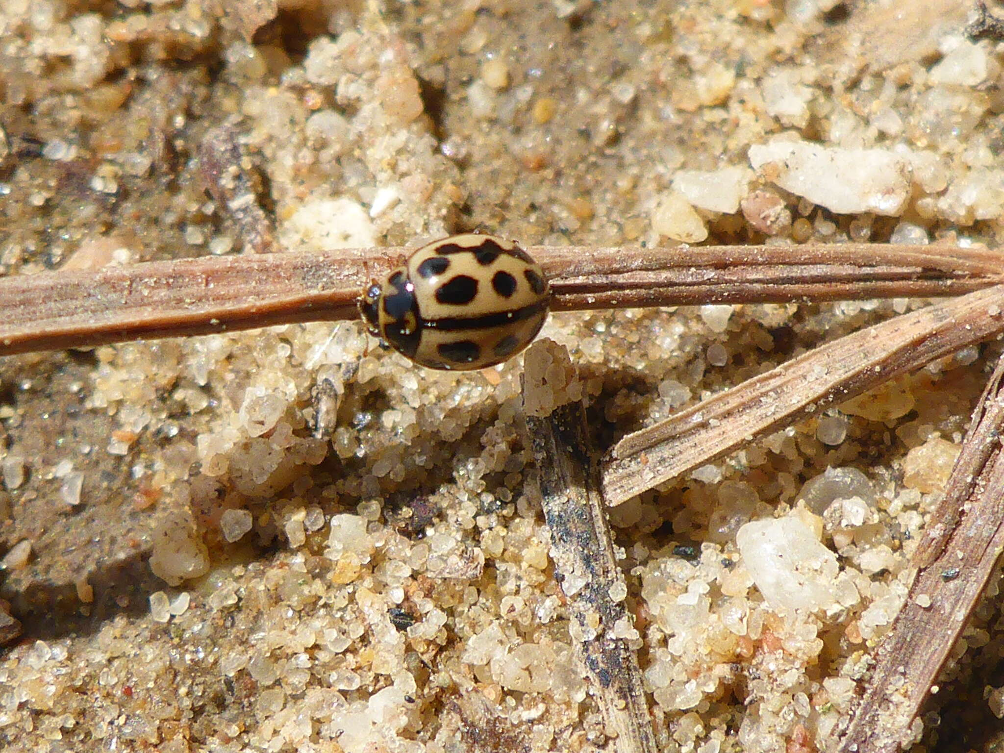 Image of <i>Tytthaspis sedecimpunctata</i>