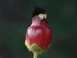 Imagem de Scrophularia atrata Pennell