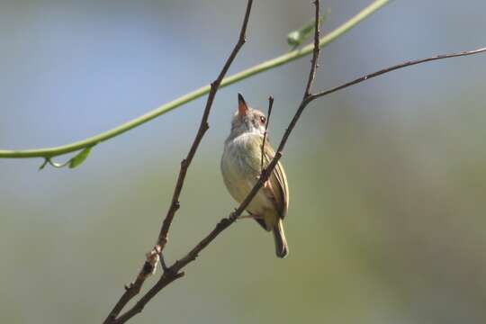 Image of White-bellied Pygmy Tyrant