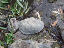 Image of Rough-footed Mud Turtle