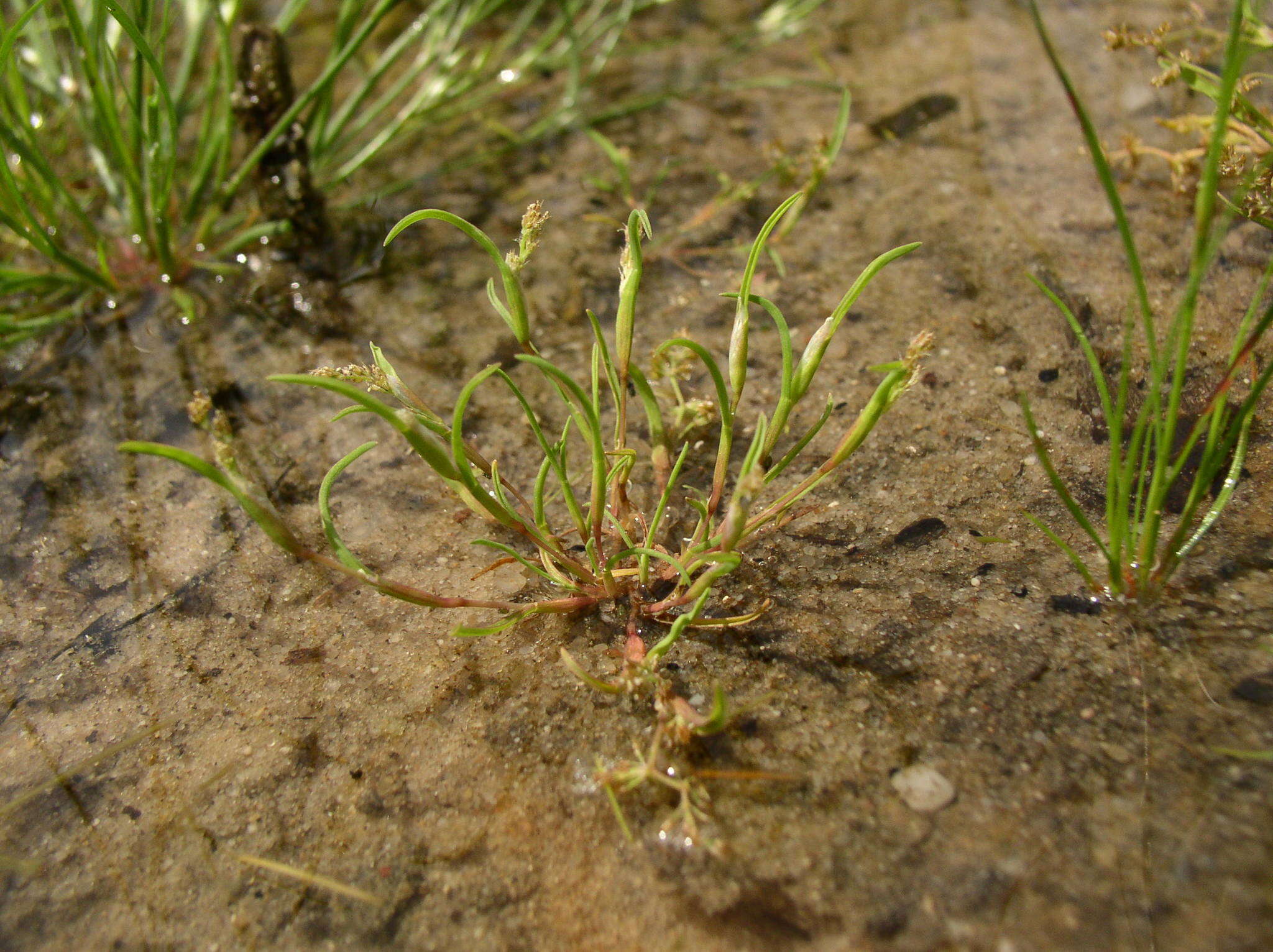 Imagem de Coleanthus