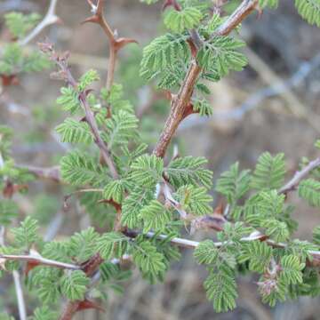 Plancia ëd Mimosa aculeaticarpa Ortega