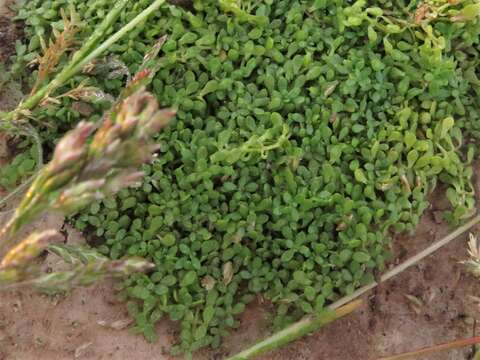 Image of Nuttall's Water-Starwort