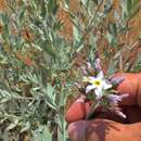 Image of <i>Amsonia <i>tomentosa</i></i> var. tomentosa