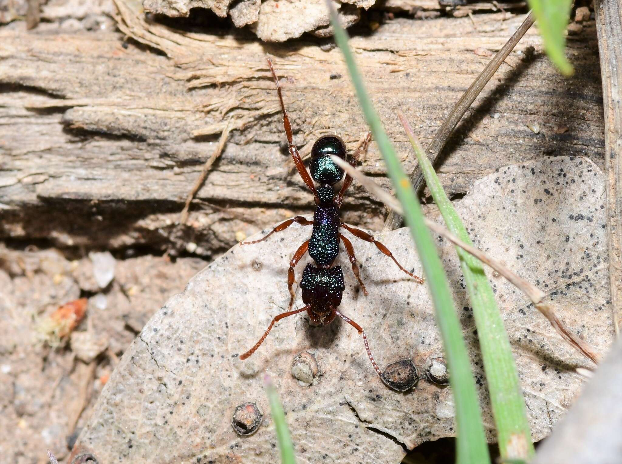 Image of Rhytidoponera aspera (Roger 1860)