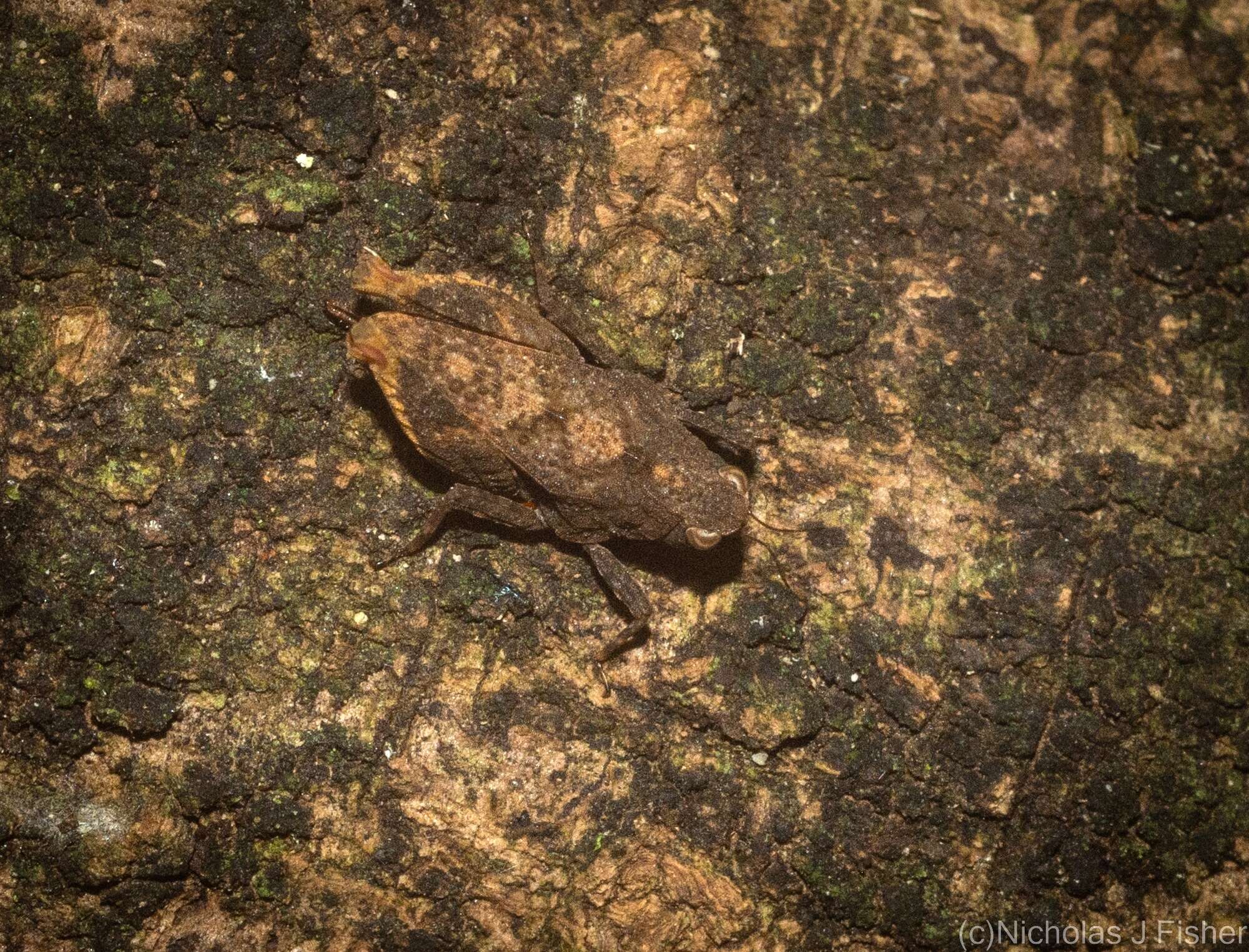 Image of Tetrix irrupta (Bolívar & I. 1887)