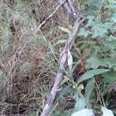Sivun Saussurea parviflora (Poir.) DC. kuva