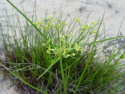 Image of Le Conte's Flat Sedge