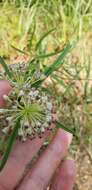 Image of longleaf milkweed